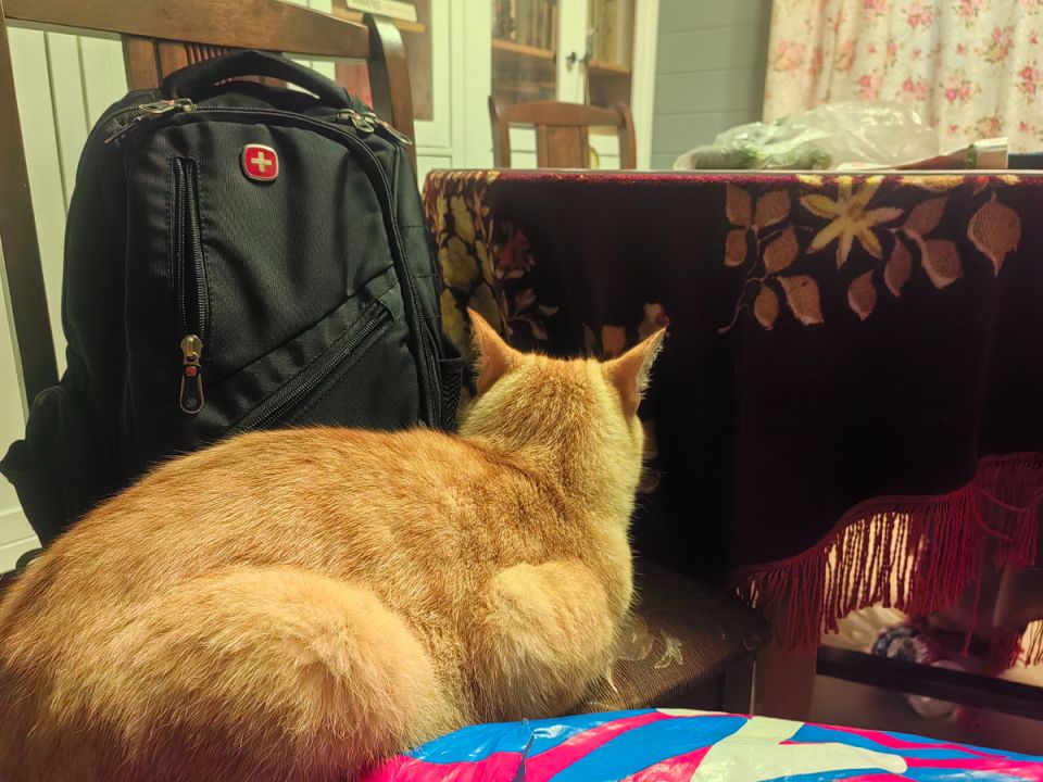 Новая реальность: платные комментарии через изображения на платформе