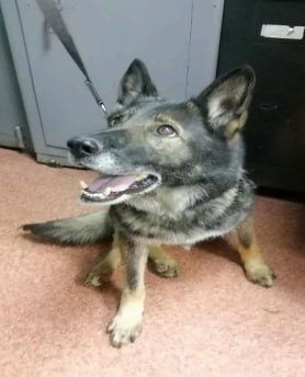 Немецкие овчарки ищут новых владельцев