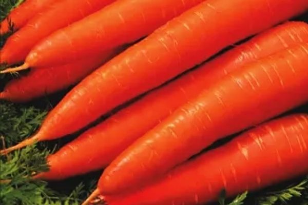 Морковь Манго: как вырастить сочные корнеплоды без лишних усилий