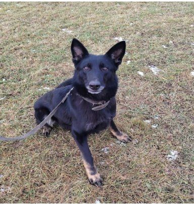 Немецкие овчарки ищут новых владельцев Немецкие овчарки ищут новых владельцев