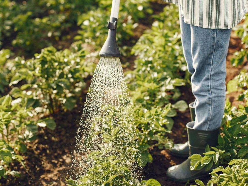 Вырастите природный барьер: как ароматные растения спасают ваш сад от муравьев