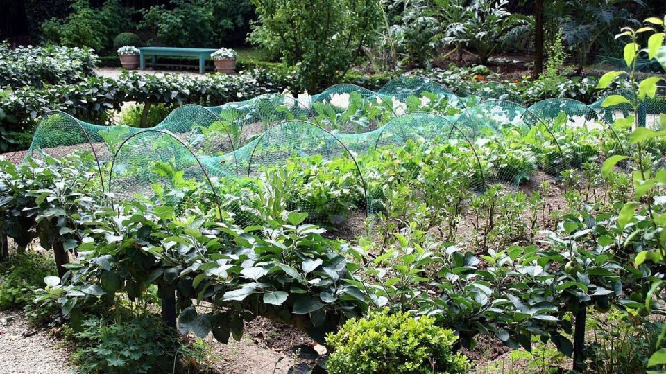 Экологичные методы борьбы с вредителями и болезнями: защита сада без химии