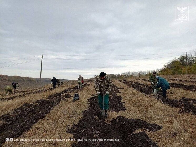 В Алексеевском округе высадили рябину в рамках всероссийской акции по сохранению лесов
