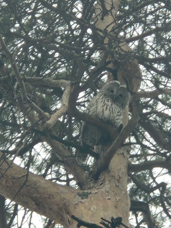 Длиннохвостая неясыть в сквере "Алые паруса"