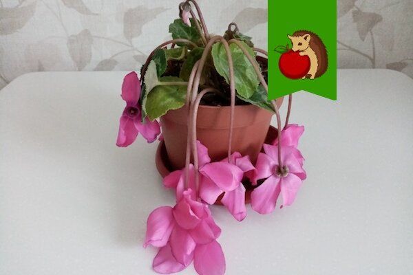 Цикламен в опасности: основные ошибки ухода, которые могут стоить жизни растению