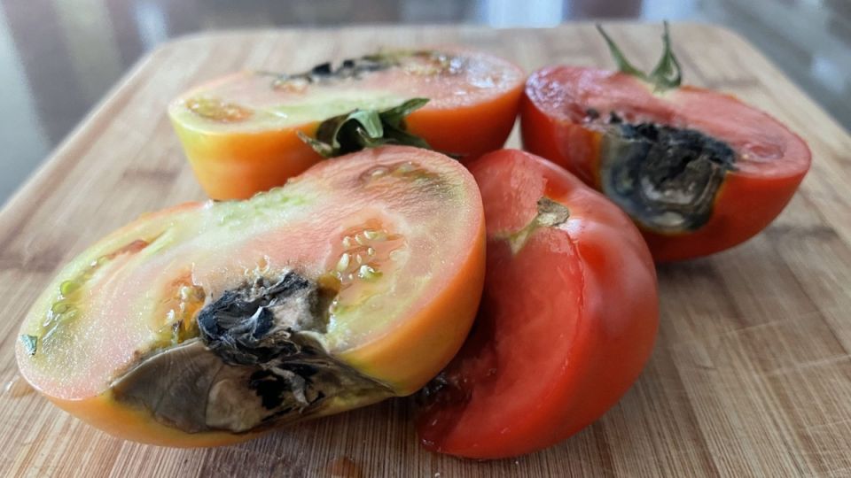 Секреты успешного выращивания томатов: как борофоска спасает урожай