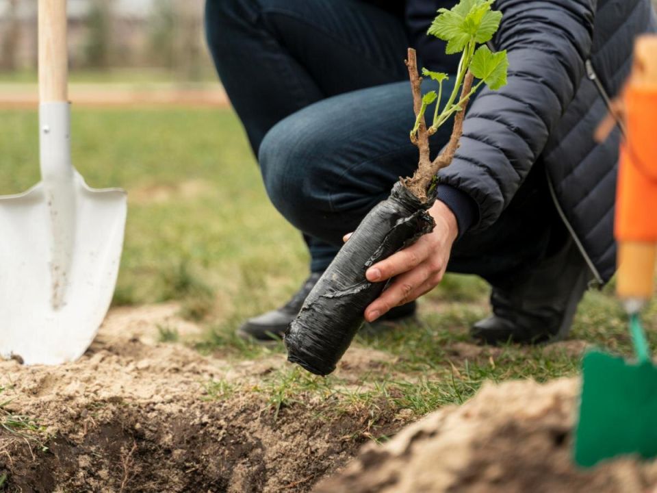 Как сохранить саженцы зимой: советы, которые помогут избежать потерь