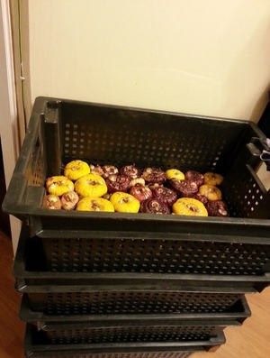 Гладиолусы: секреты их хранения и проращивания для успешного цветения