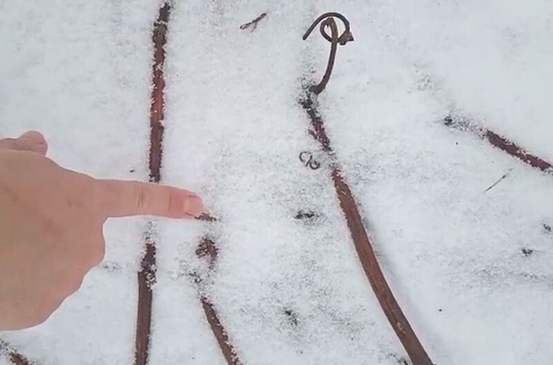 5 распространенных ошибок укрытия винограда зимой, которые могут стоить вам урожая