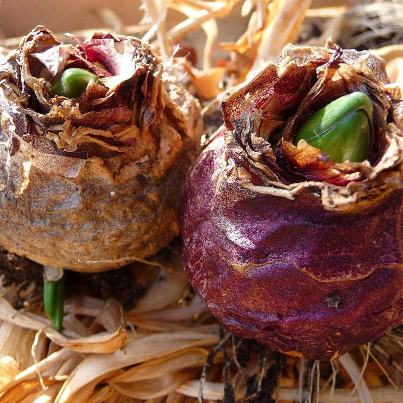 Гладиолусы на зиму: оставить в земле или выкапывать?