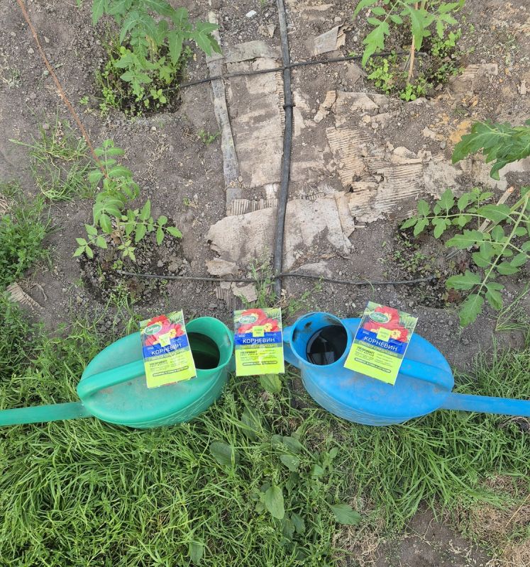 Секреты успешной рассады: как гарантировать крепкость от корней до плодов