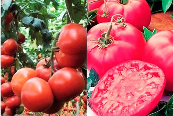 Томат Третьяковский: как вырастить идеальный урожай этой популярной культуры