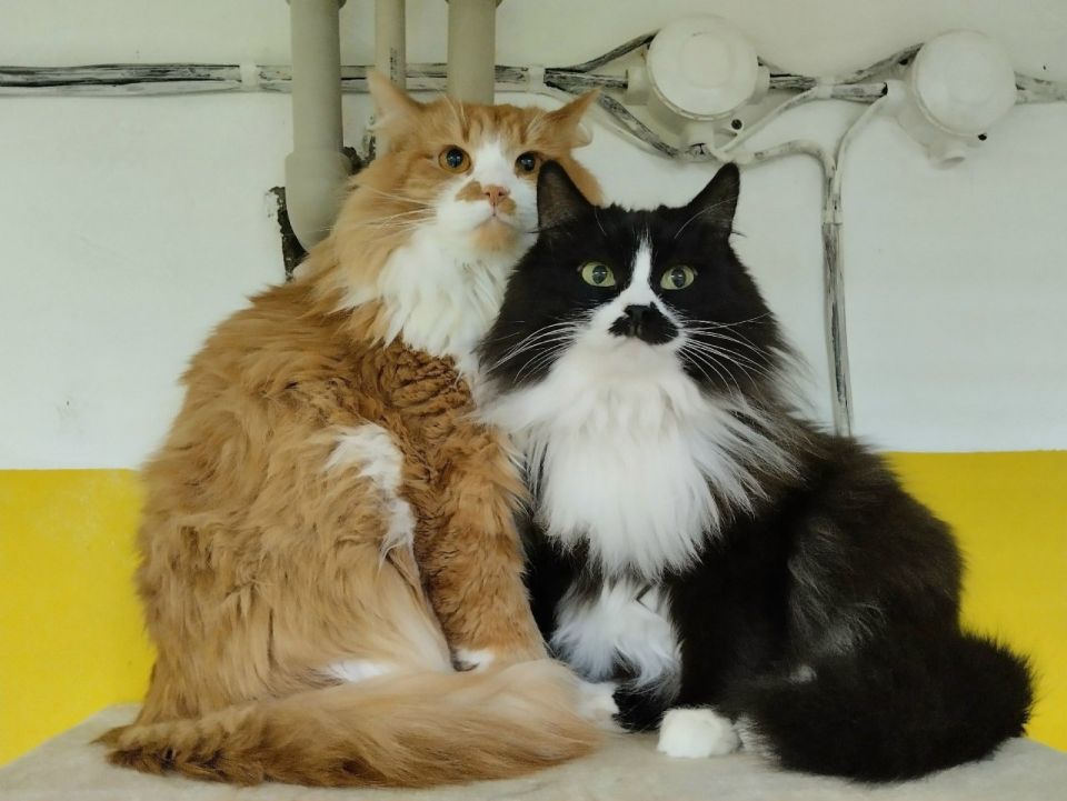 Пушистая котосемья ищет дом