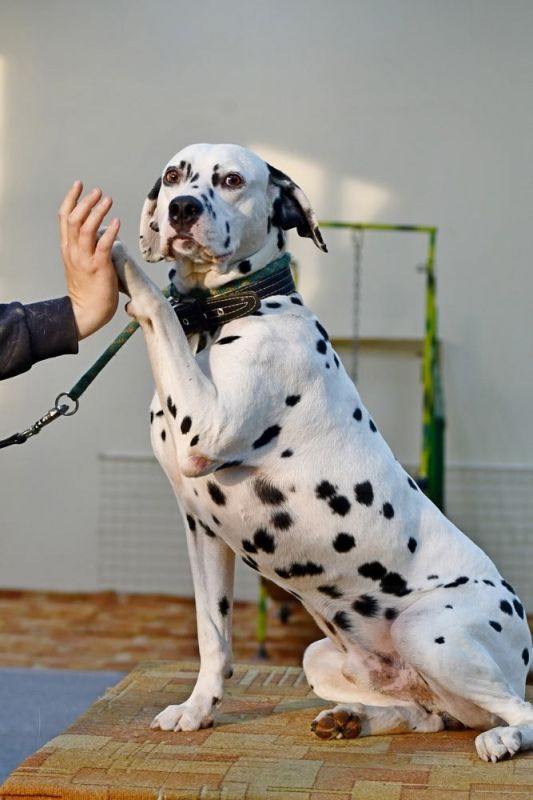 Граф, который ищет графство