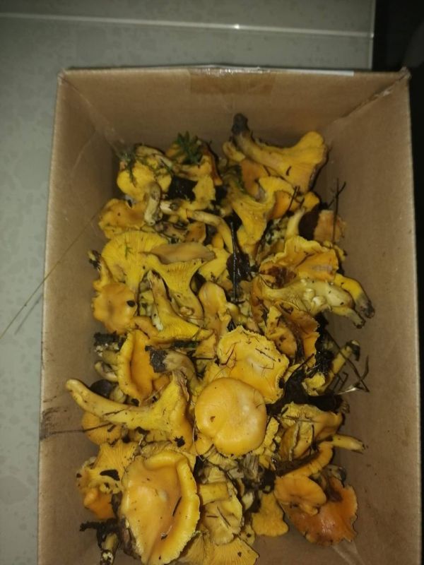 Жители Кировской области собирают грибы в декабре Жители Кировской области собирают грибы в декабре