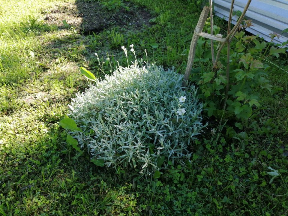 Секреты зимовки: какие садовые цветы не требуют обрезки и как бороться со слизнями