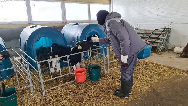 Кировская область получит федеральные деньги на племенное животноводство