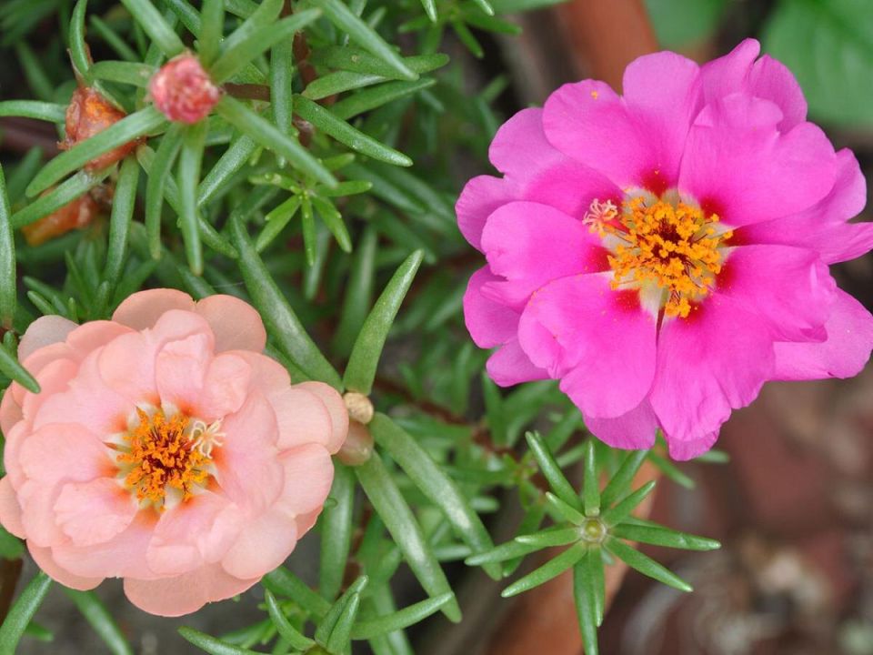 Портулак крупноцветковый: яркие цвета и простой уход для вашего сада