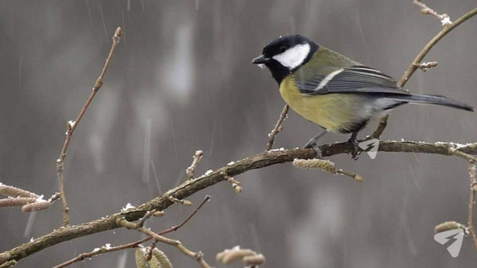 Нулевая температура сохранится в Кирове