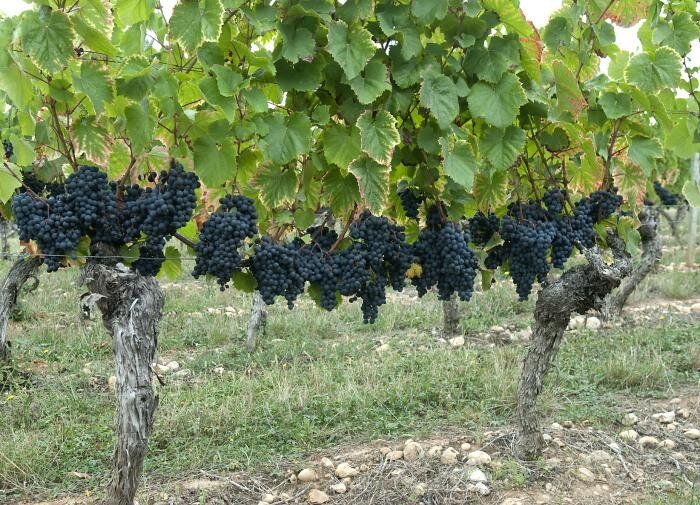 Как укоренять черенки винограда в домашних условиях