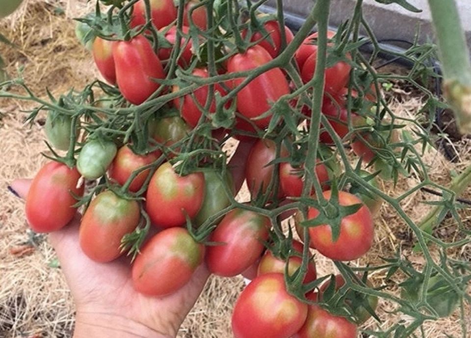 Томаты Чио-Чио-Сан: лучший выбор для урожайного огорода