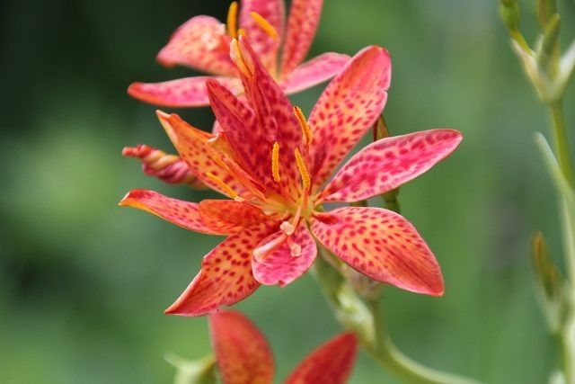 Чудо-цветок с ароматом конфет: узнайте все о ежевичной лилии