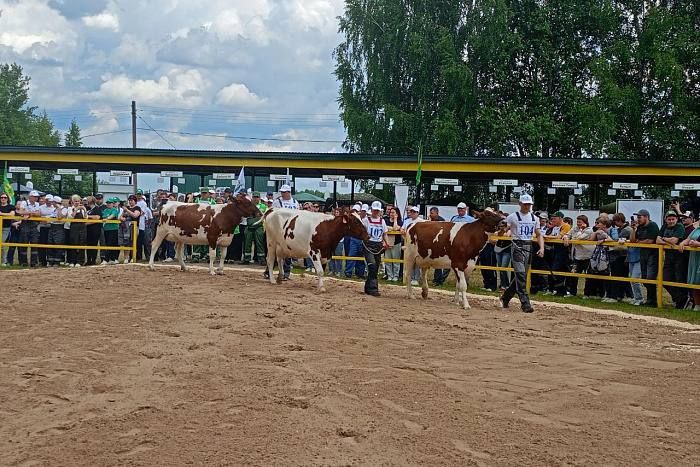 Кировская область получит более 18 млн рублей на развитие племенного животноводства