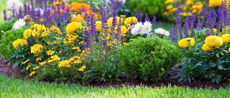 Как создать идеальный цветник: три простых шага для вашего сада