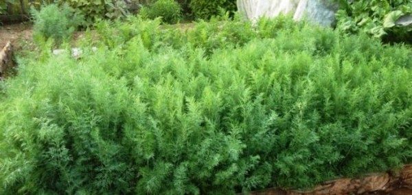 Посадка укропа в открытый грунт весной: все секреты успешного выращивания