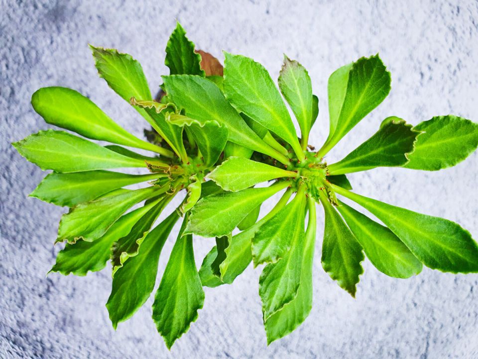 Необычные растения, которые могут удивить: 5 видов, способных выжить из черенков