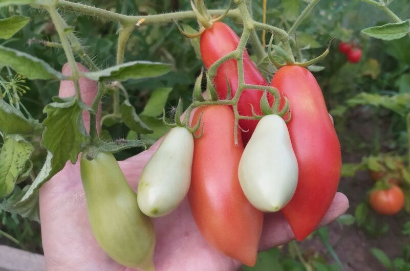 Томатный рай: 10 лучших сортов для открытого грунта в 2025 году