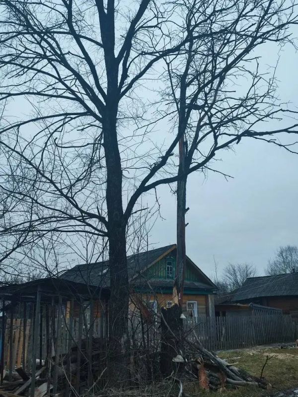 В Зуевке спилили аварийные деревья, на которые в ходе прямой линии губернатора Александра Соколова пожаловалась местная жительница