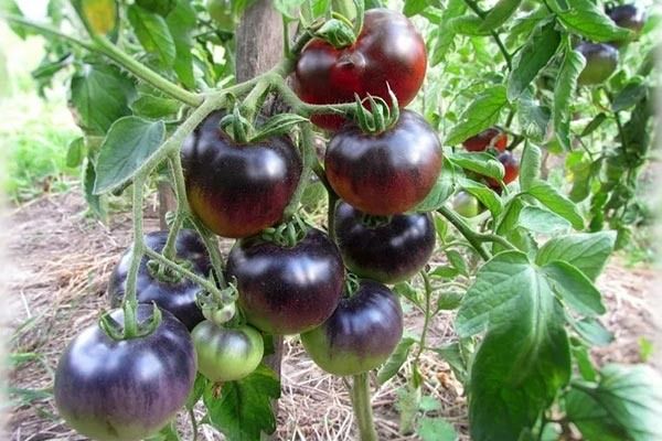 Как вырастить удивительные помидоры: все о сорте Синий
