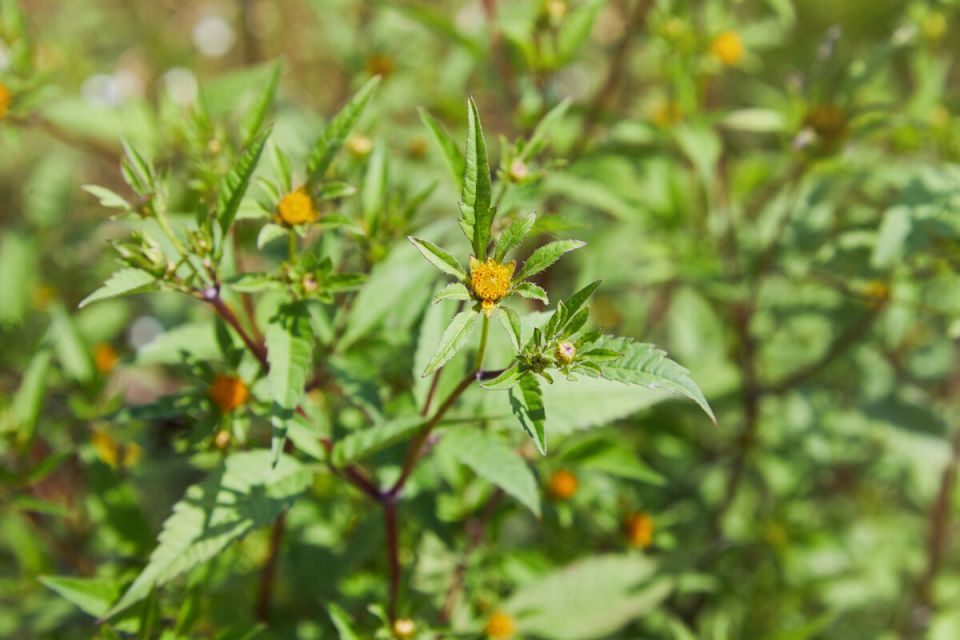 Череда: лечение и преимущества