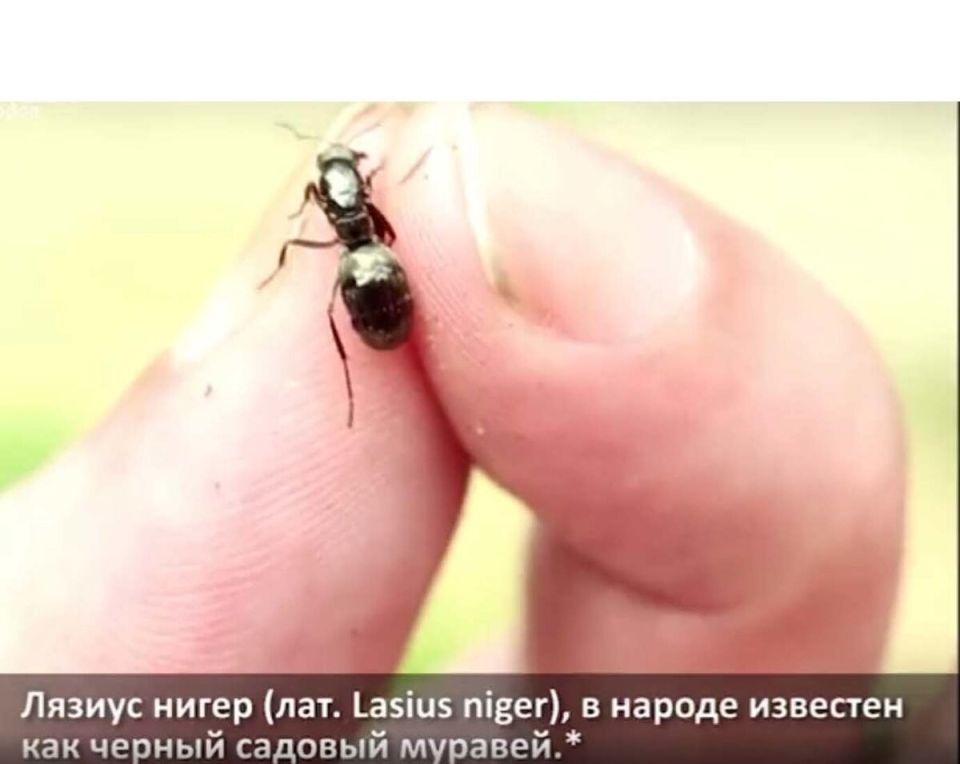 Муравьи: часто недооцененные друзья сада