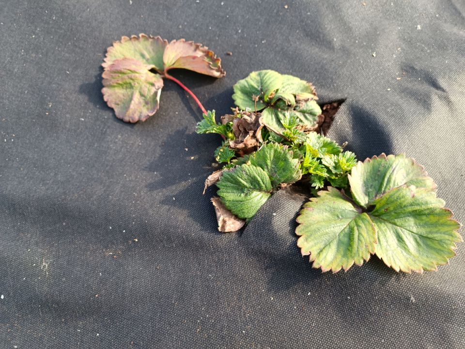 Забытая земляника: когда стоит менять грядки и какие кульутры вырастить после клубники