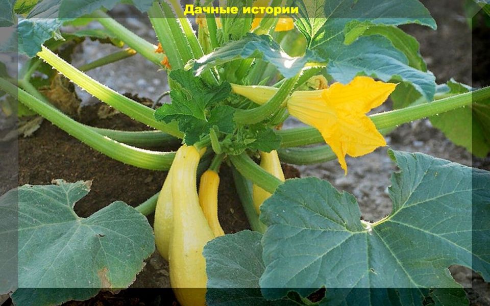 Почему кабачки цветут, но не плодоносят: секреты неудач в огороде