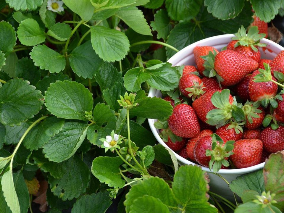 Как правильно сосаживать клубнику с другими растениями для богатого урожая