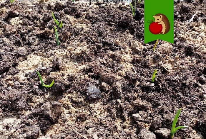 Как правильно подкармливать озимый чеснок ранней весной: советы и рекомендации