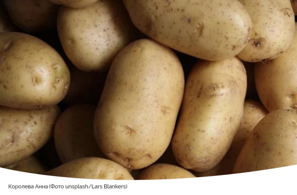 Сорт картофеля Королева Анна: идеальный выбор для вашего огорода