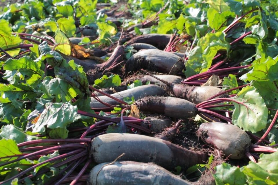 Как продлить жизнь свекле: советы по хранению