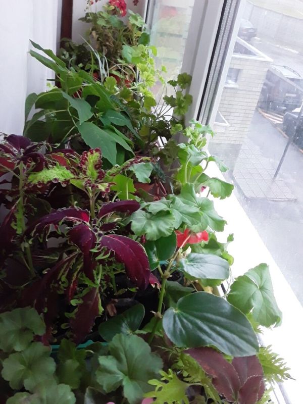 Как организовать уютный цветочный уголок в своем доме