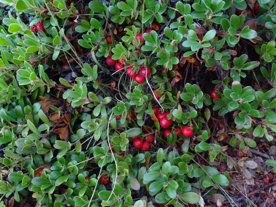 Исчезновение и возвращение: как толокнянка восстанавливает выжженную землю