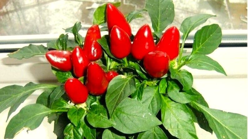 Перец на подоконнике: как вырастить ароматный урожай круглый год