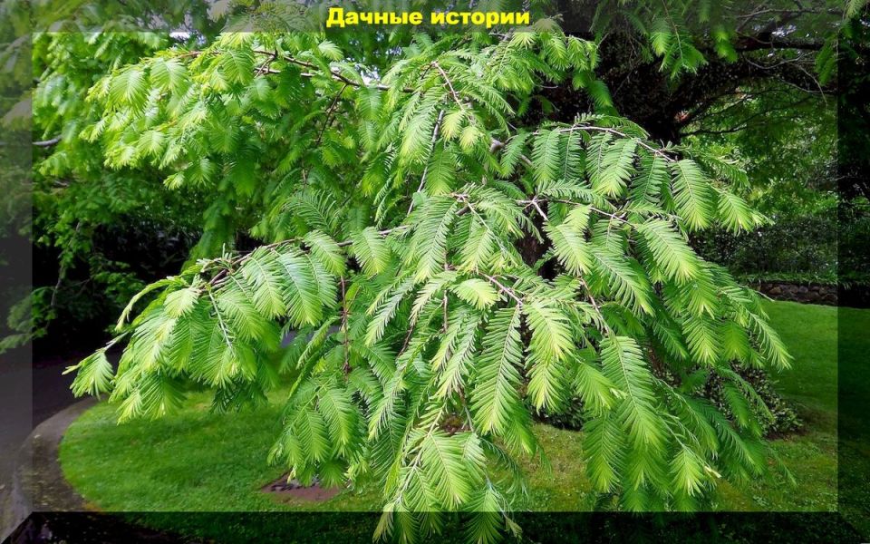 Как ухаживать за хвойными растениями осенью: секреты успешной зимовки