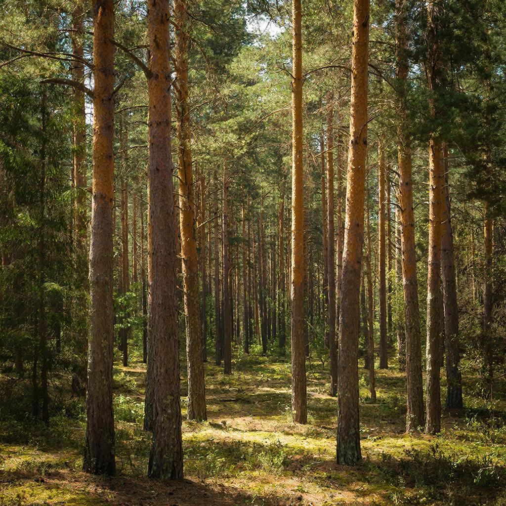 В Кировской области создаются условия для восстановления лесов