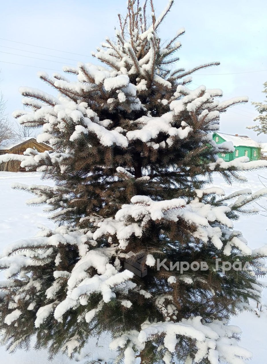 Ёлка может разорить. В Роскачестве напомнили о штрафах за незаконно срубленную к Новому году ёлку: для граждан — от 3 до 4 тыс