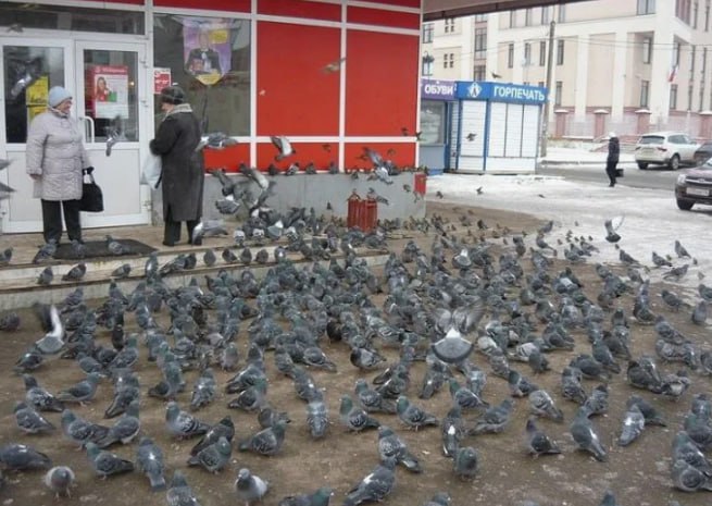 #кактамусоседей. В Перми начали отгонять голубей от социально важных объектов