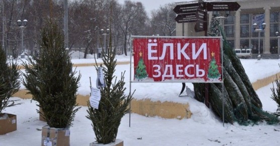 С 20 декабря в Кирове традиционно откроются елочные базары