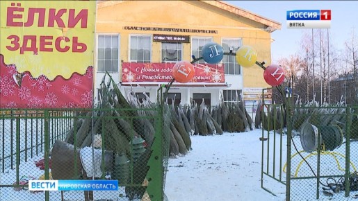 Елочные базары в Кирове начнут работать с 20 декабря
